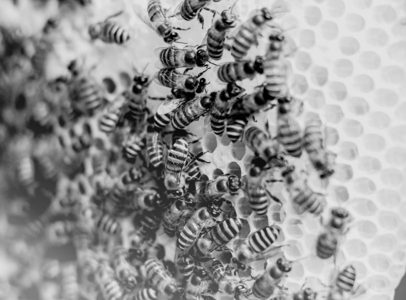 Bienenvolk auf Bienenwaben